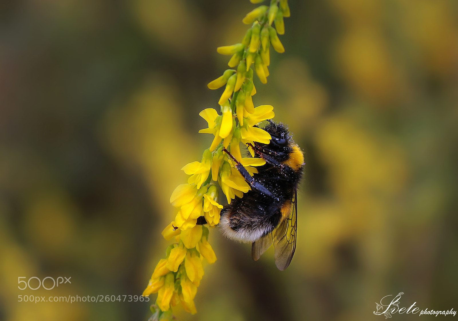 Canon EOS 700D (EOS Rebel T5i / EOS Kiss X7i) sample photo. Bombus bee photography