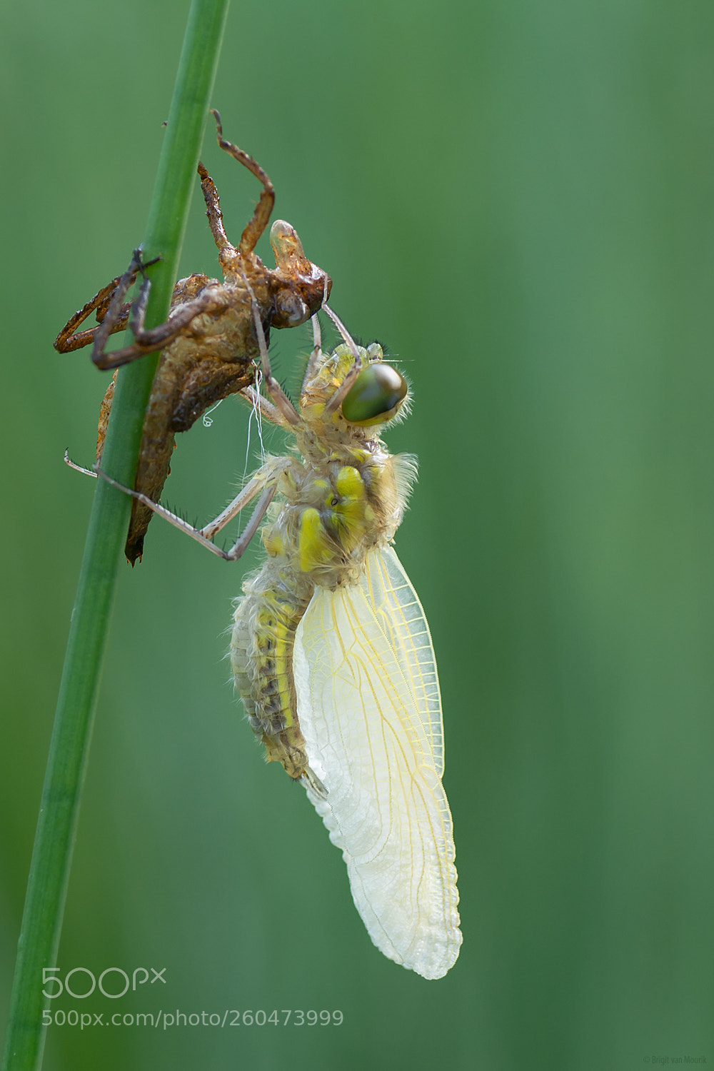 Nikon D7100 sample photo. New life photography