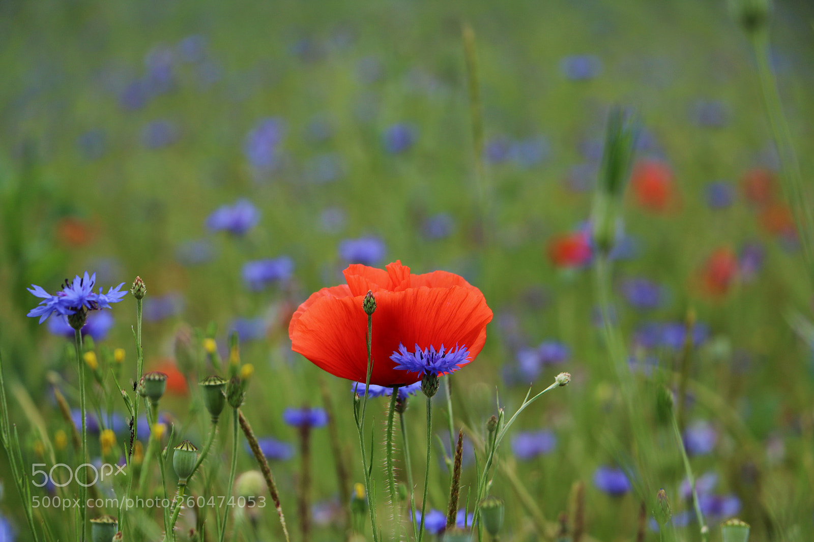 Canon EOS 70D sample photo. Summermood photography