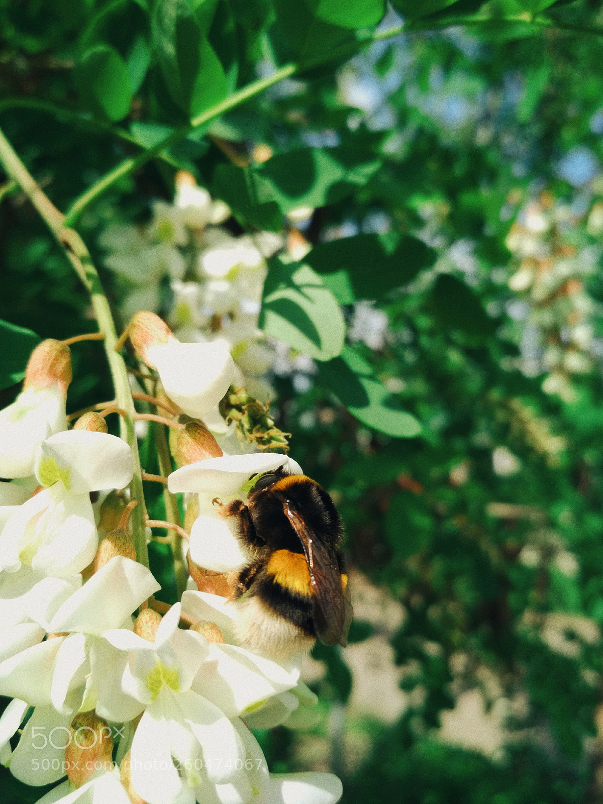 Xiaomi Redmi 4X sample photo. Untitled photography