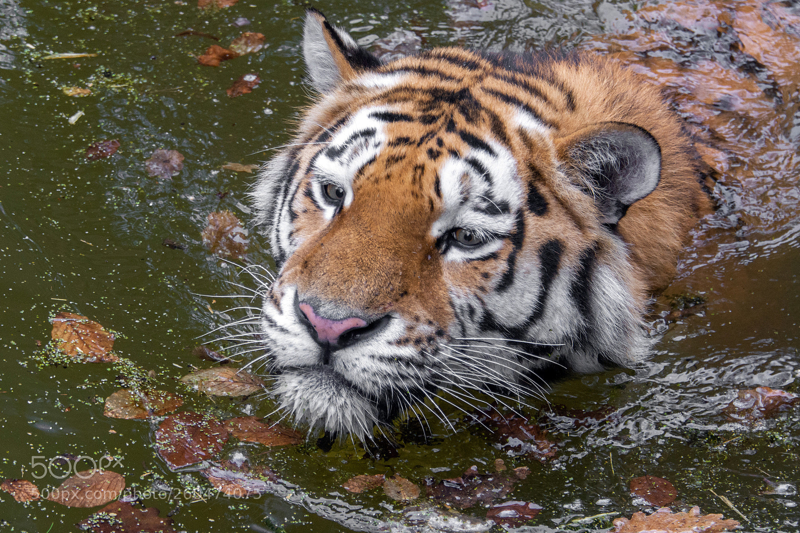 Nikon D7100 sample photo. Schwimmender tiger photography