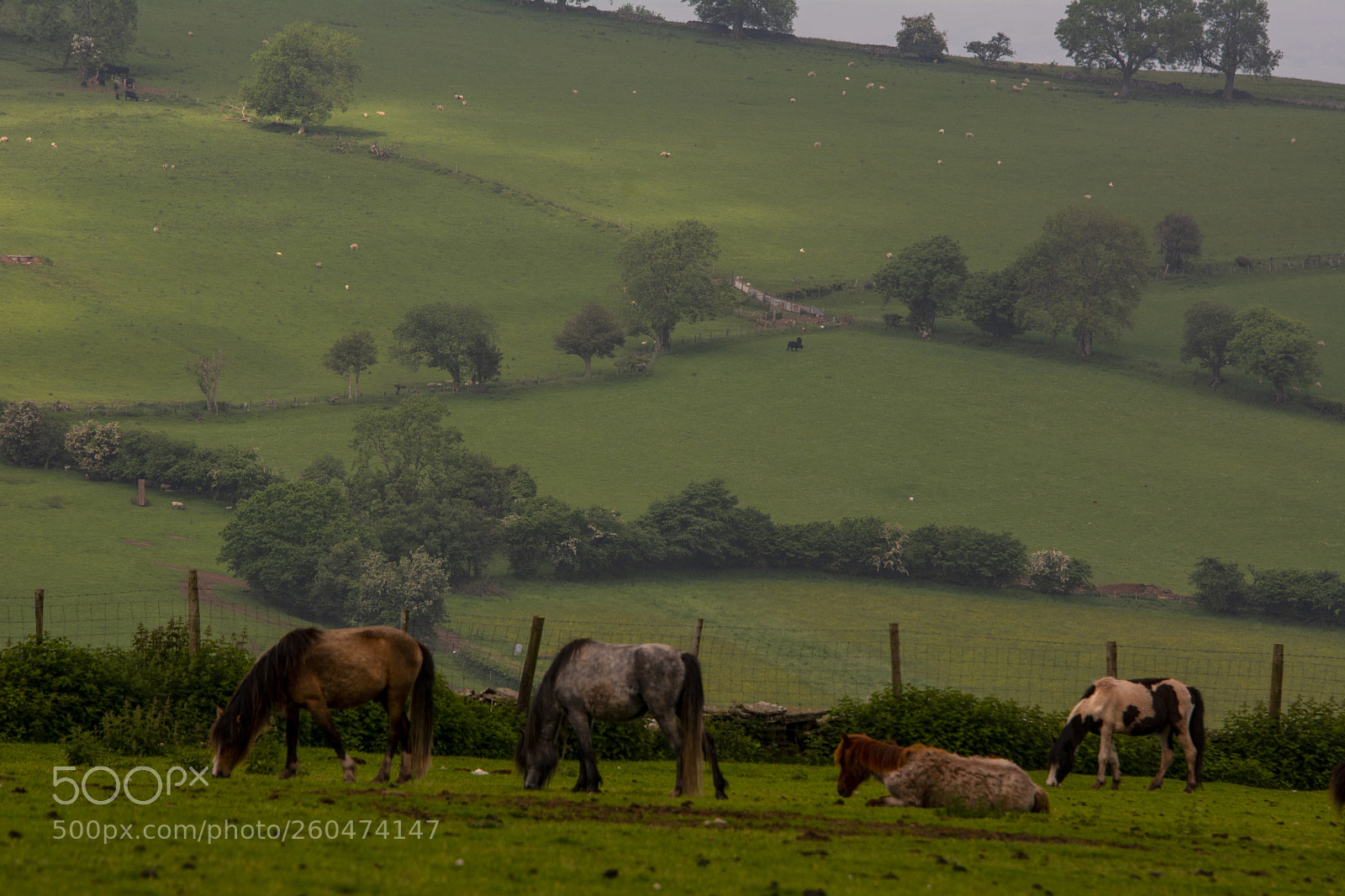 Nikon D7100 sample photo. Mountain ponies photography