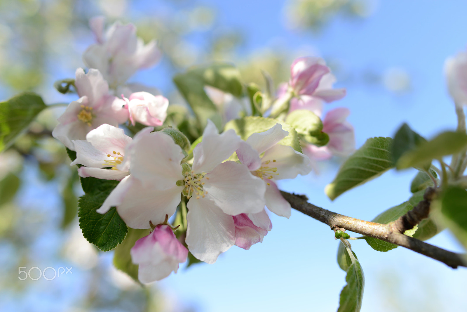 Nikon D800 + Nikon AF-S Nikkor 28mm F1.8G sample photo. Apple blossom photography