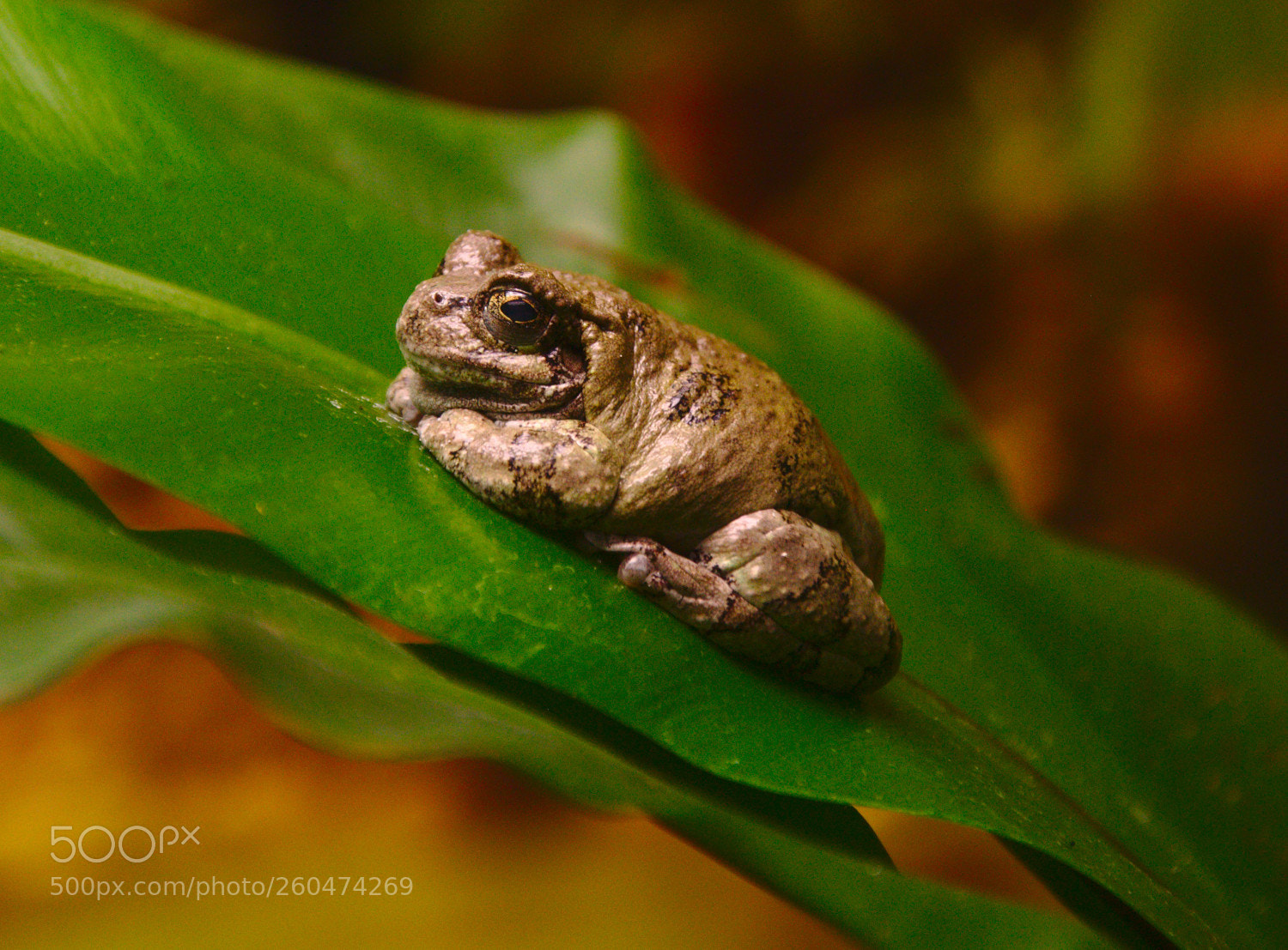 Nikon D90 sample photo. Frog photography