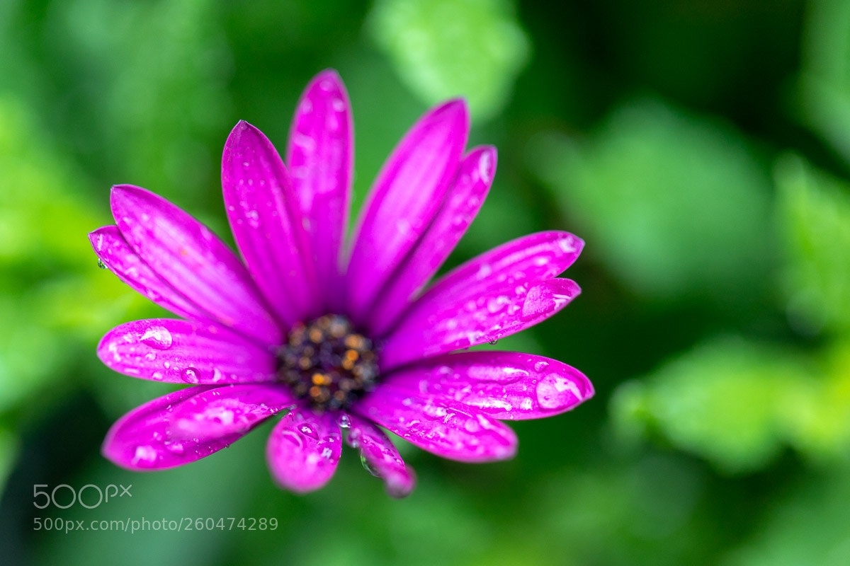 Canon EOS 6D Mark II sample photo. Fresh rain photography