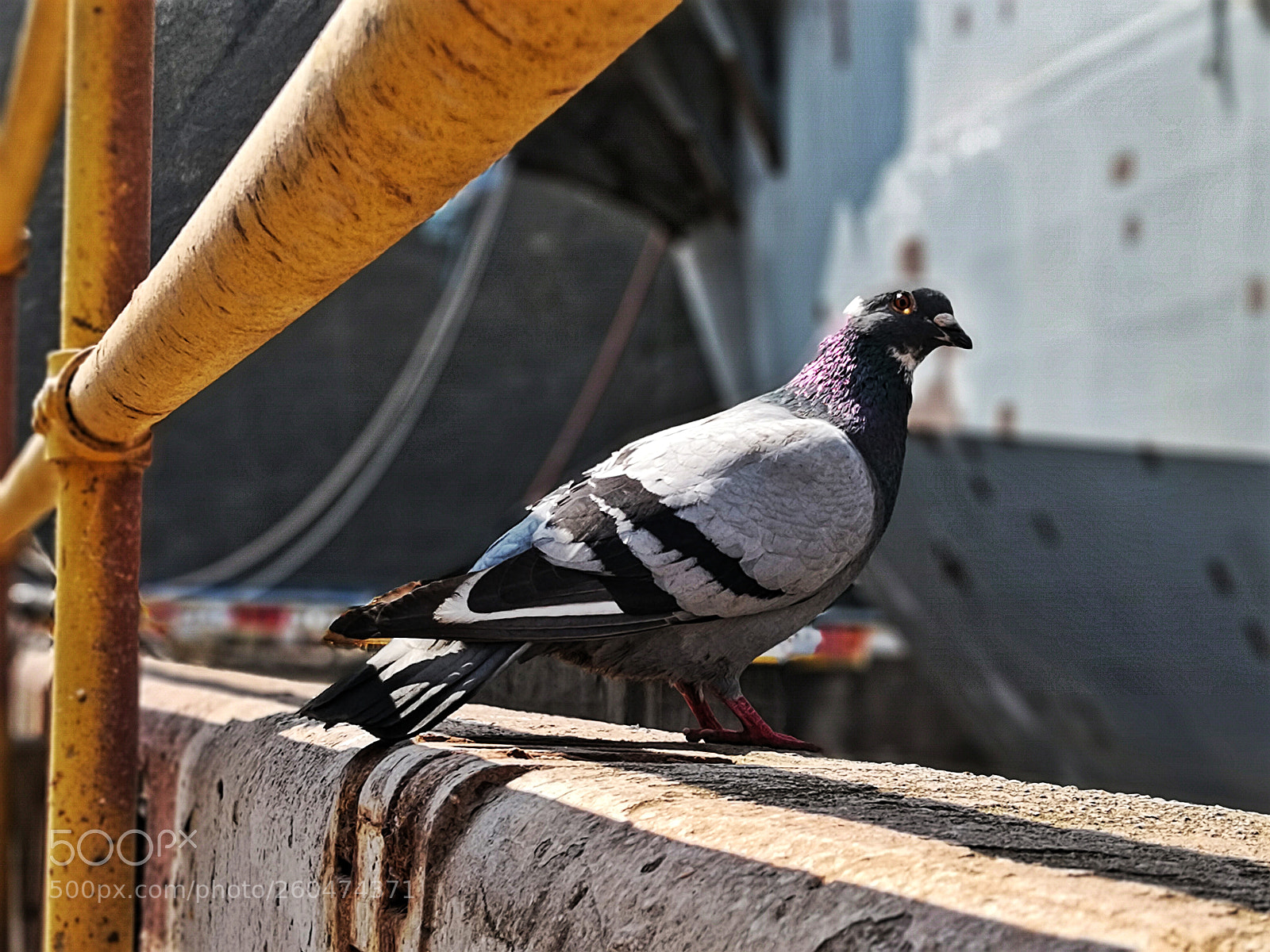 HUAWEI Mate 10 Pro sample photo. Untitled photography