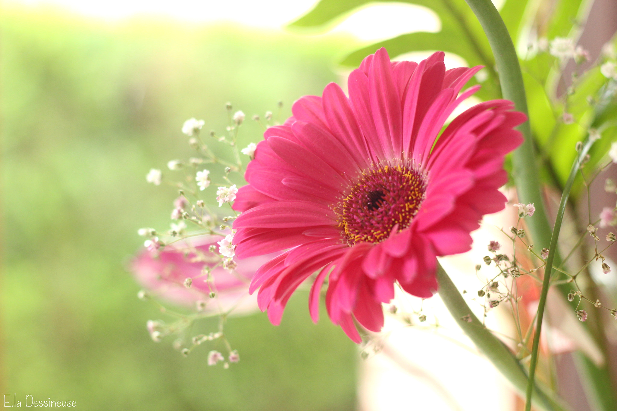Canon EOS 700D (EOS Rebel T5i / EOS Kiss X7i) + Canon EF 50mm F1.8 II sample photo. Img photography