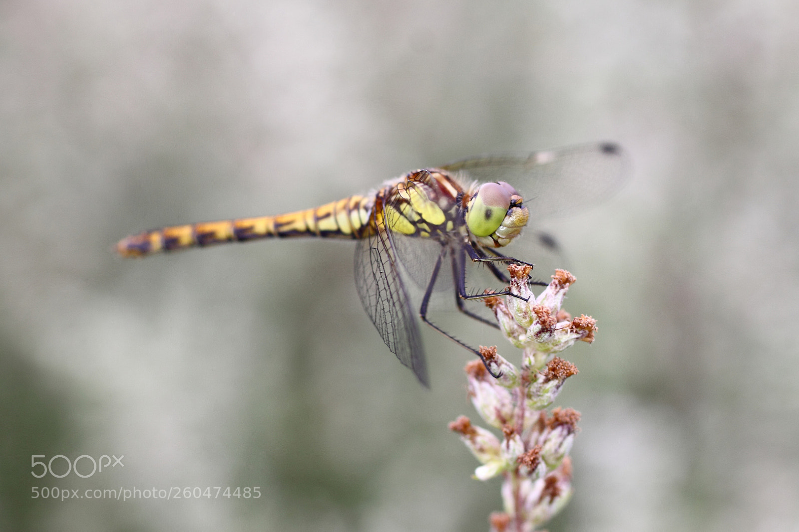 Canon EOS 50D sample photo. Dragonfly photography