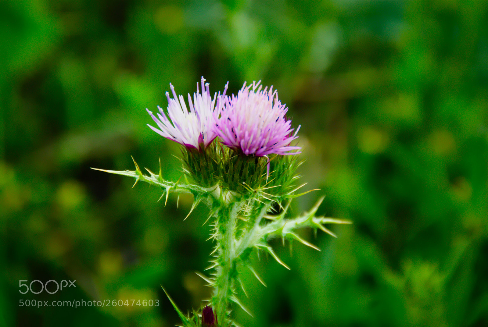 Pentax K10D sample photo. Magic... photography