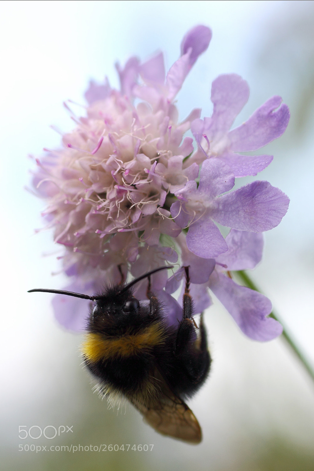 Canon EOS 50D sample photo. Bumblebee photography