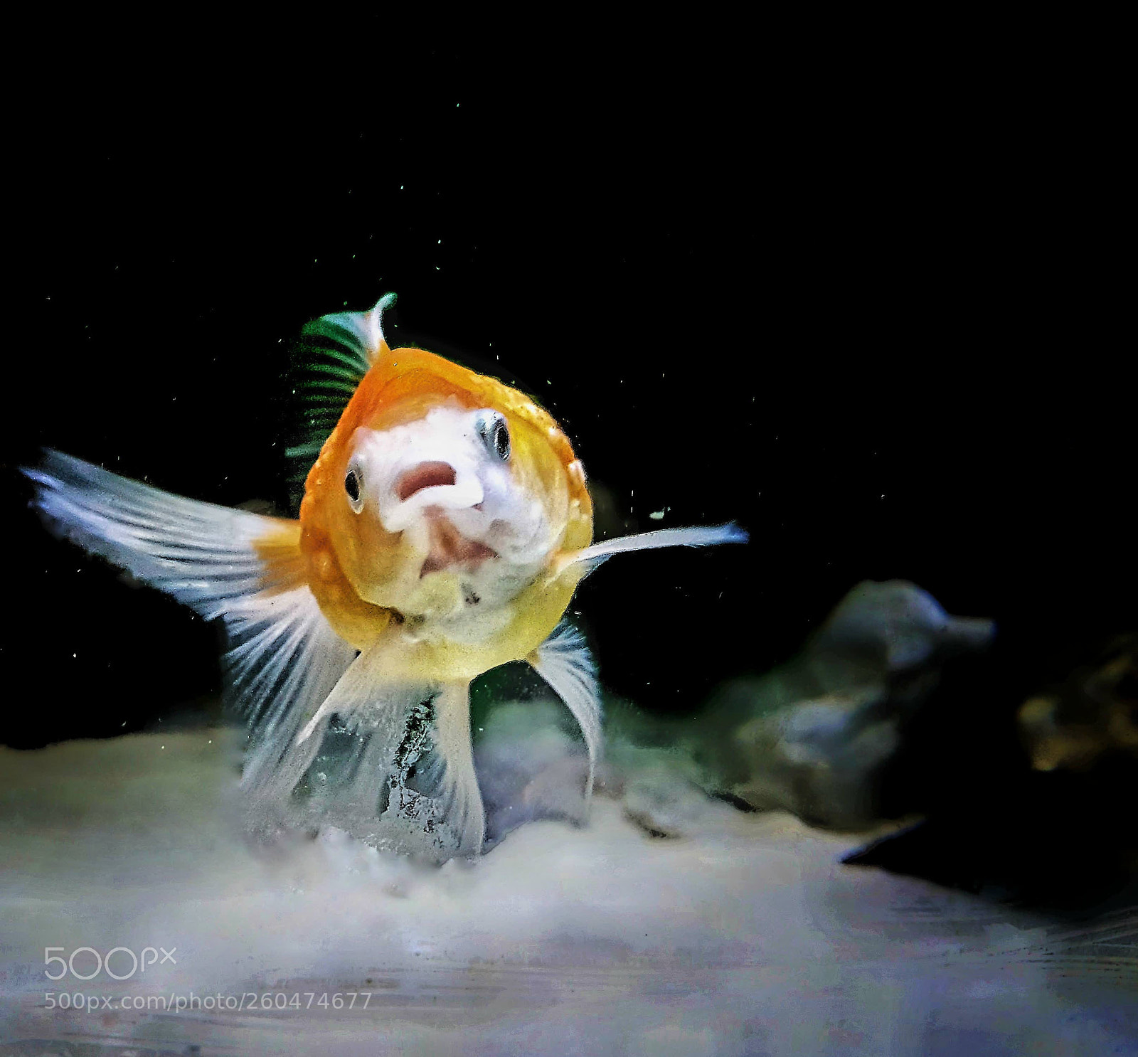 Samsung Galaxy S7 Edge sample photo. Fishyy photography