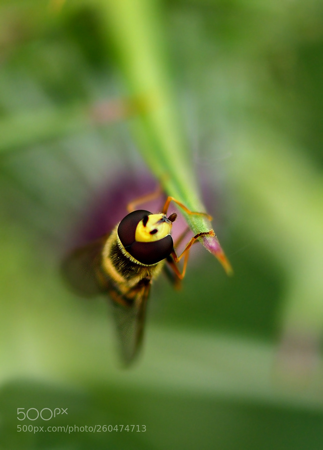 Nikon D800 sample photo. Episyrphus balteatus photography