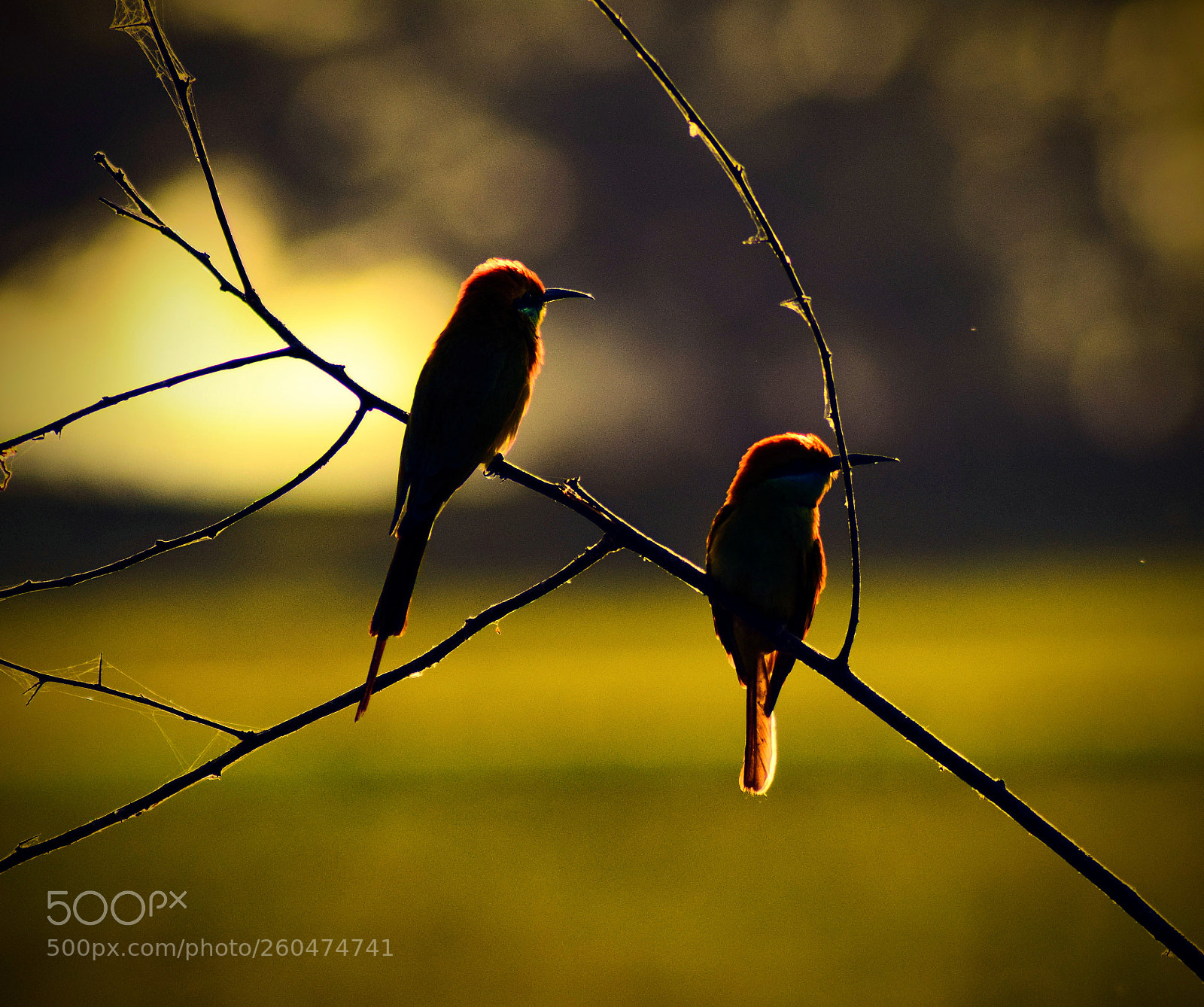 Nikon D5300 sample photo. Golden hour photography