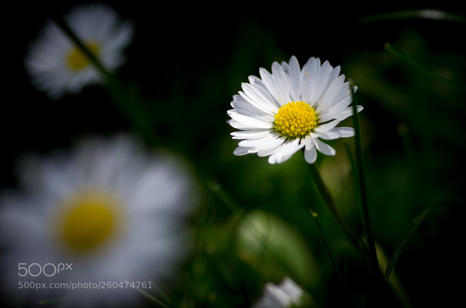 Pentax K-5 sample photo. Daisy photography