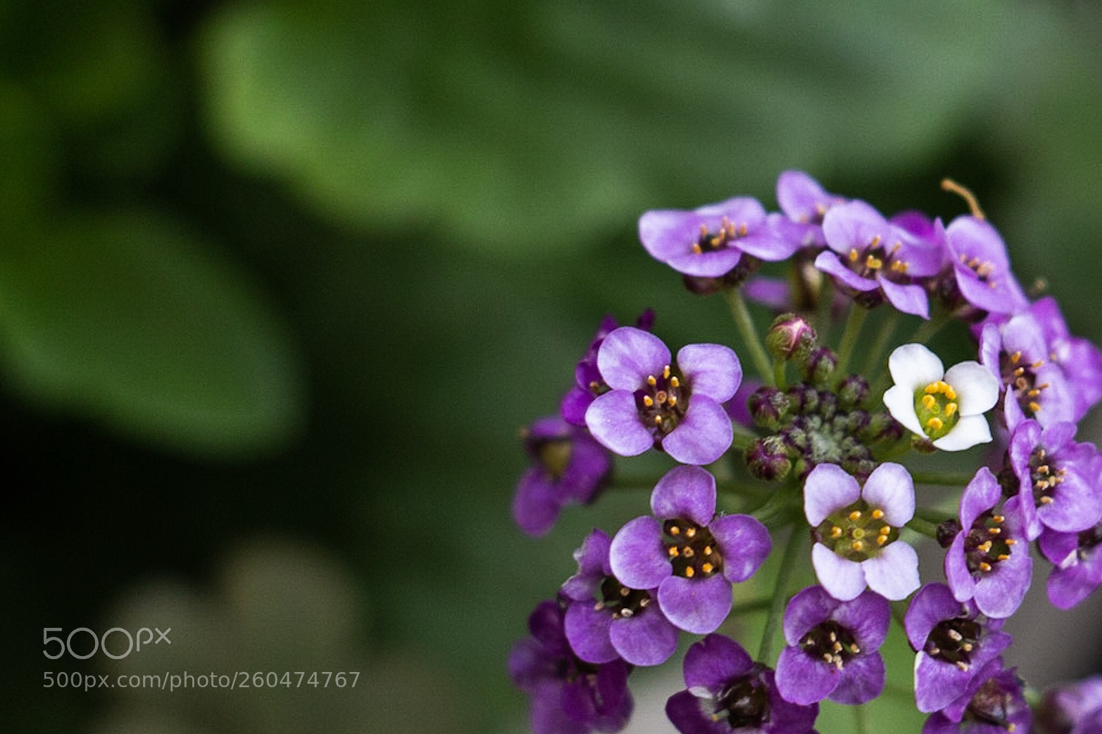 Canon EOS 70D sample photo. Purple alyssium photography