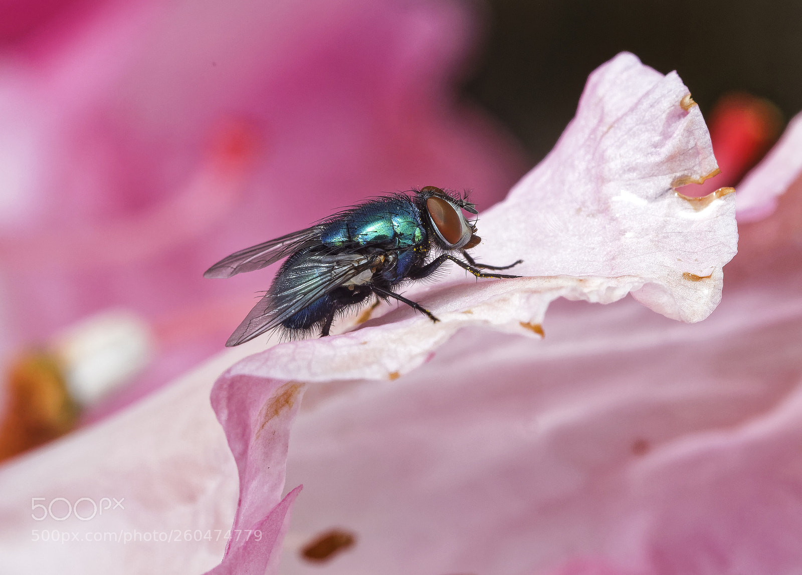 Canon EOS 5DS R sample photo. Green bottle photography