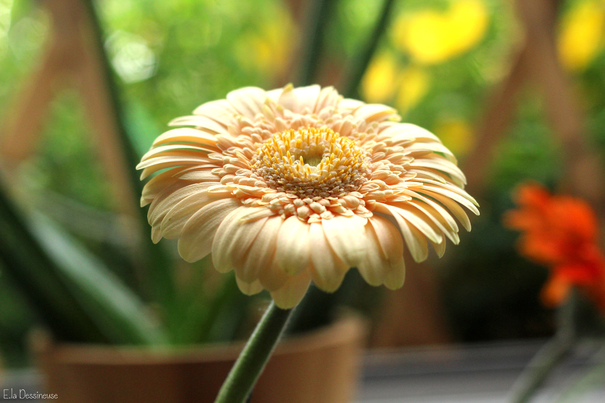 Canon EOS 700D (EOS Rebel T5i / EOS Kiss X7i) + Canon EF 50mm F1.8 II sample photo. Img photography