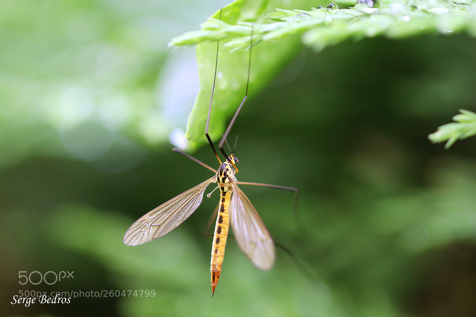 Canon EOS 70D sample photo. Img photography