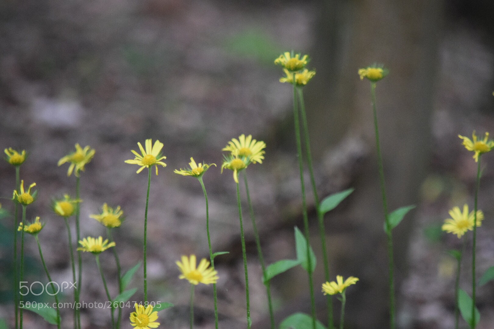 Nikon D5300 sample photo. Untitled photography