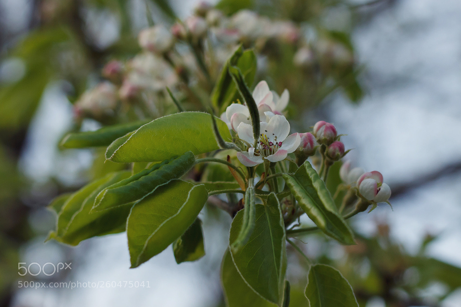 Canon EOS 700D (EOS Rebel T5i / EOS Kiss X7i) sample photo. Blossom photography