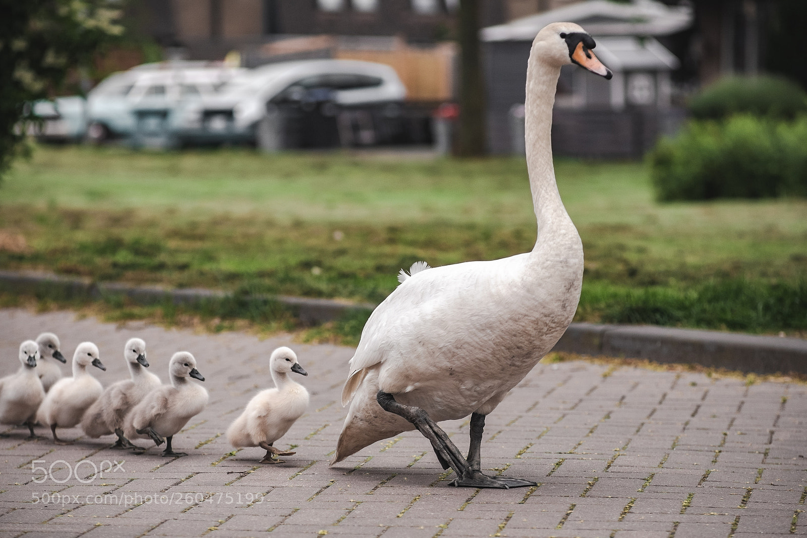 Canon EOS 5D sample photo. ~ photography