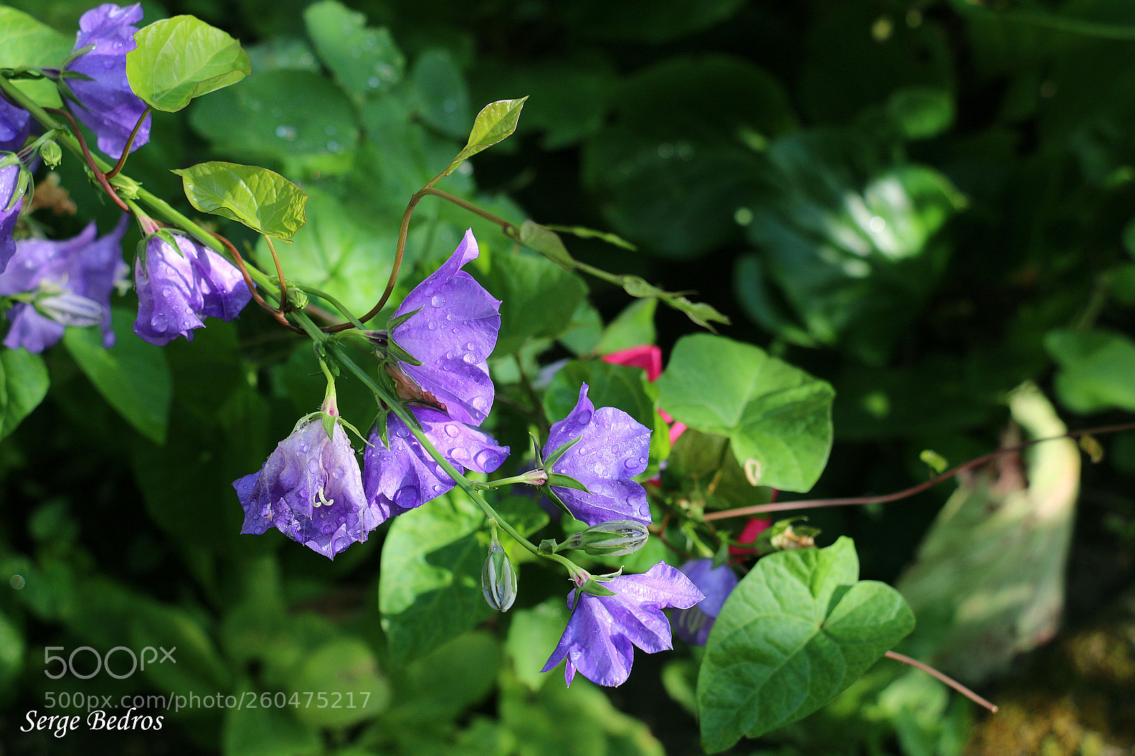 Canon EOS 70D sample photo. Img photography