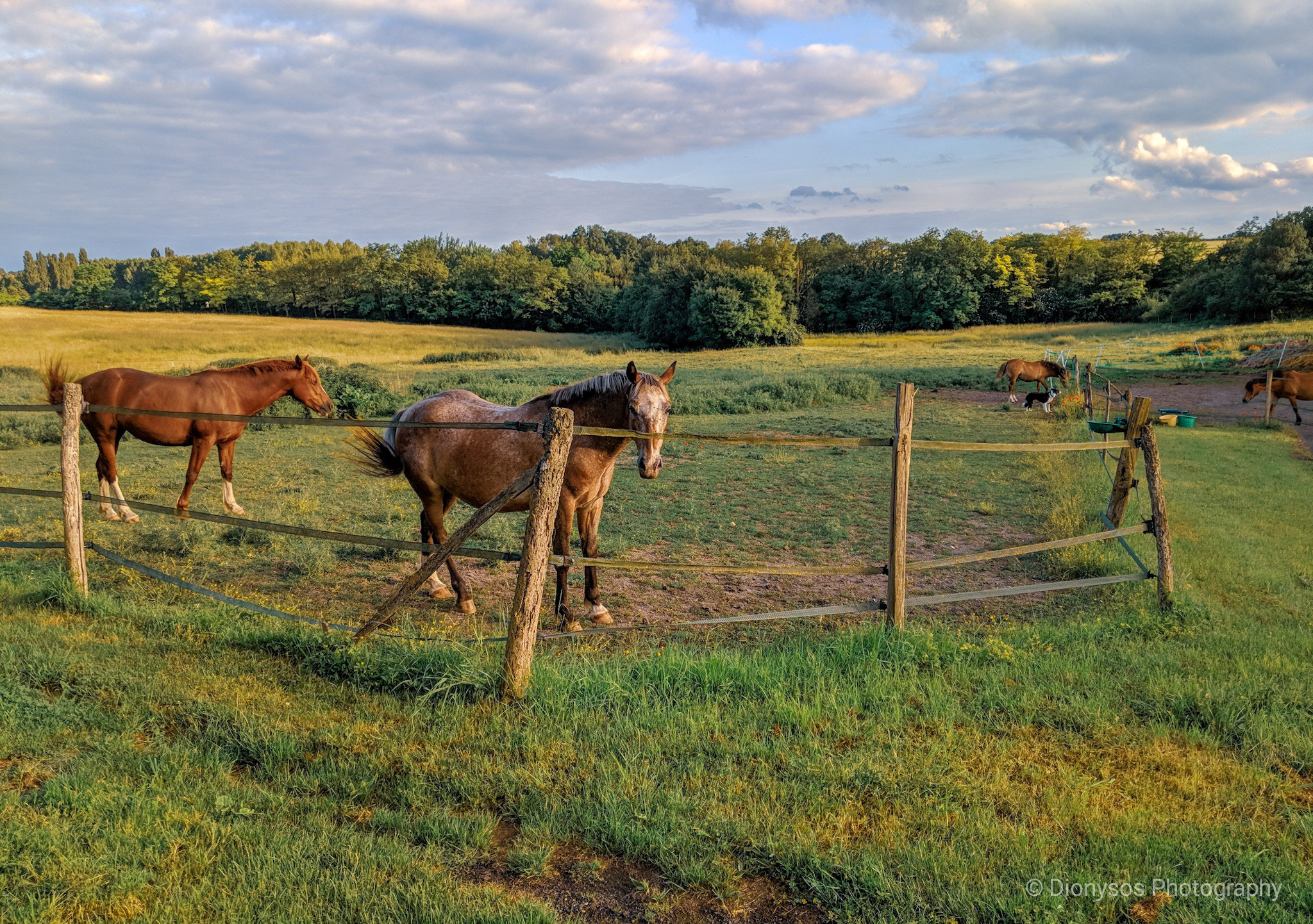 Google Pixel 2 XL sample photo. Horses photography