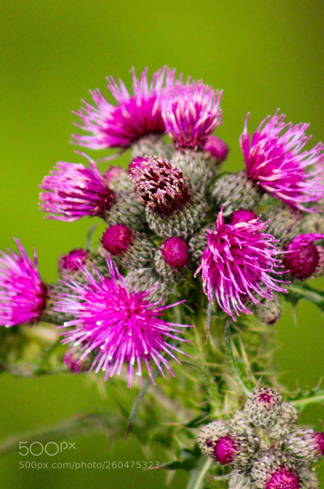 Canon EOS 600D (Rebel EOS T3i / EOS Kiss X5) sample photo. Thistle photography