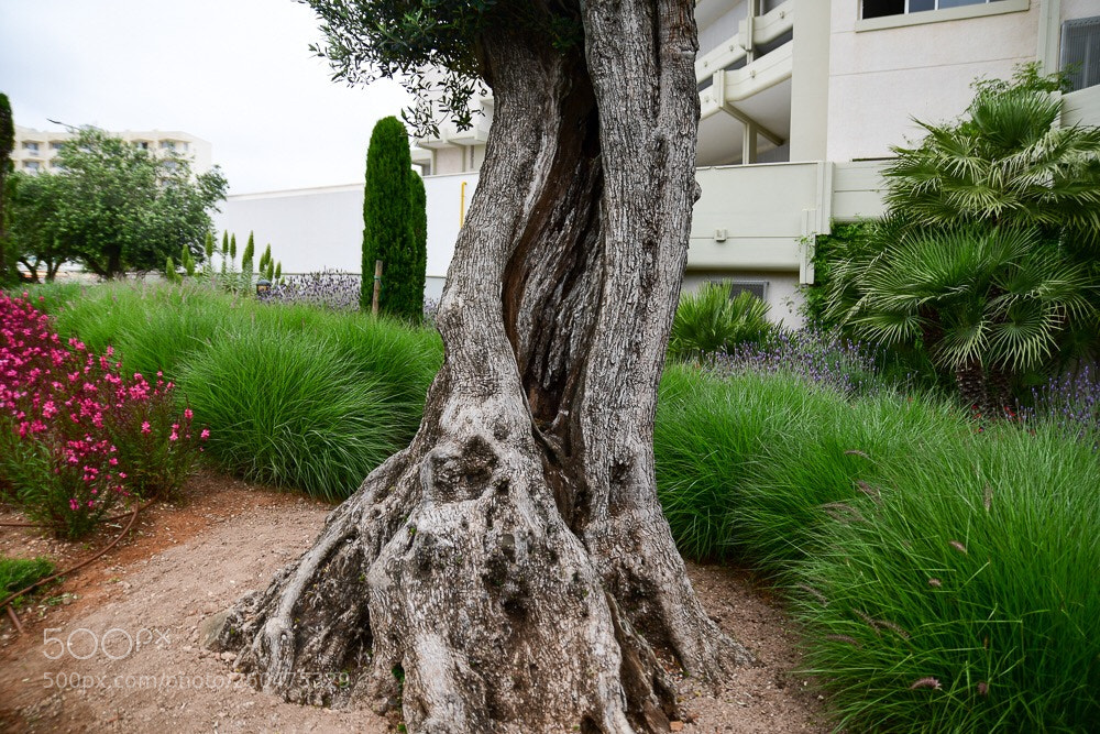 Nikon D7500 sample photo. Mallorca photography
