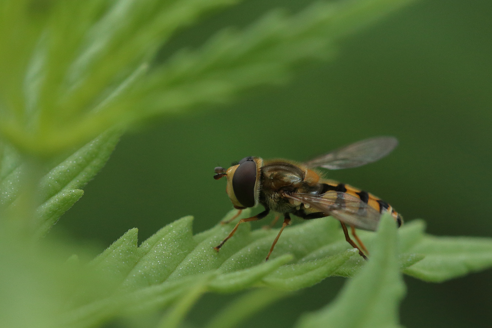 Canon EF 100mm F2.8L Macro IS USM sample photo. A syrphe... photography