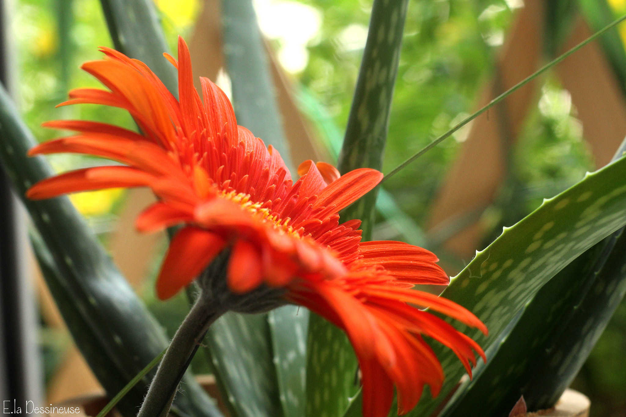 Canon EOS 700D (EOS Rebel T5i / EOS Kiss X7i) + Canon EF 50mm F1.8 II sample photo. Img photography