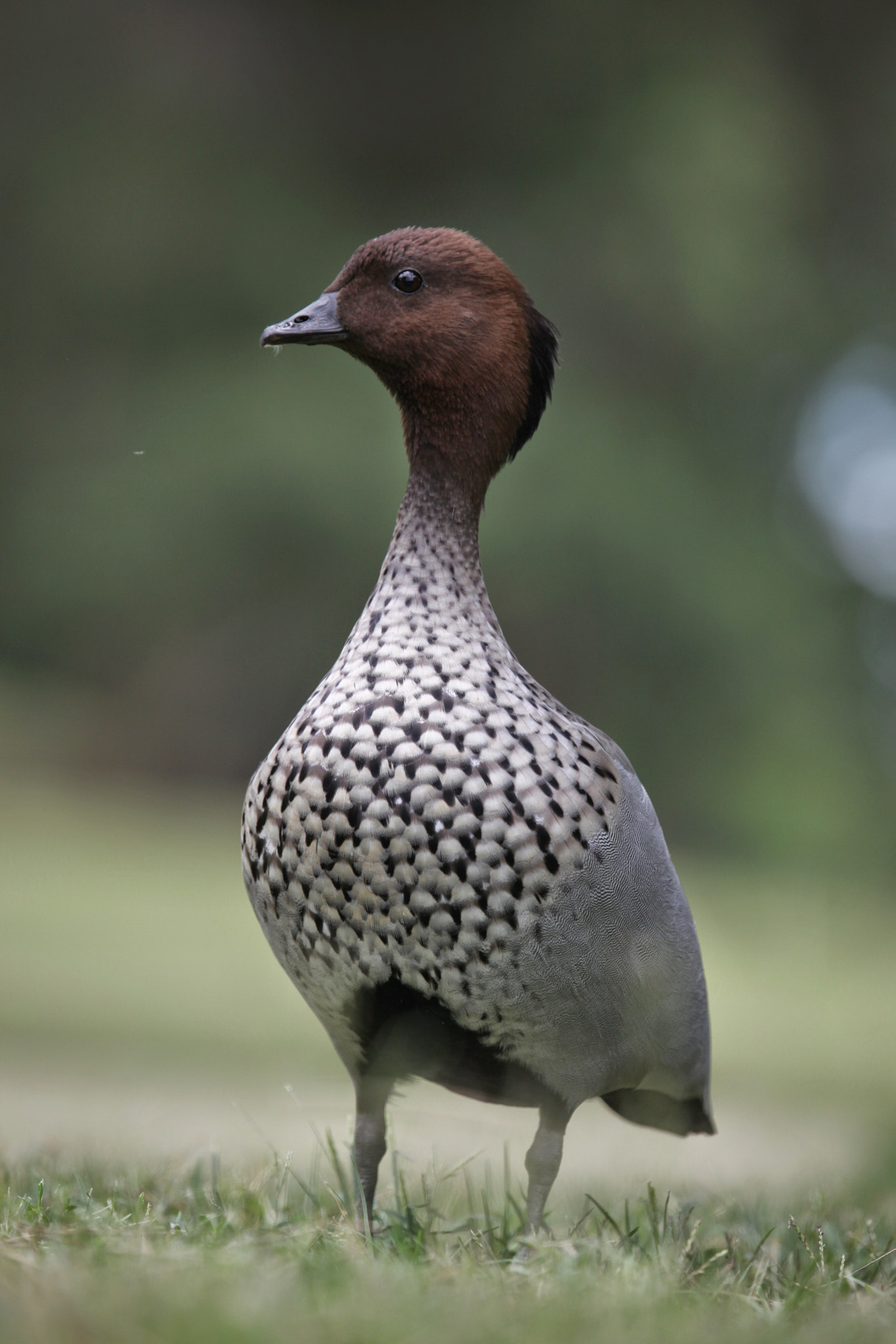 Canon EF 100-400mm F4.5-5.6L IS USM sample photo. Wood duck, au photography