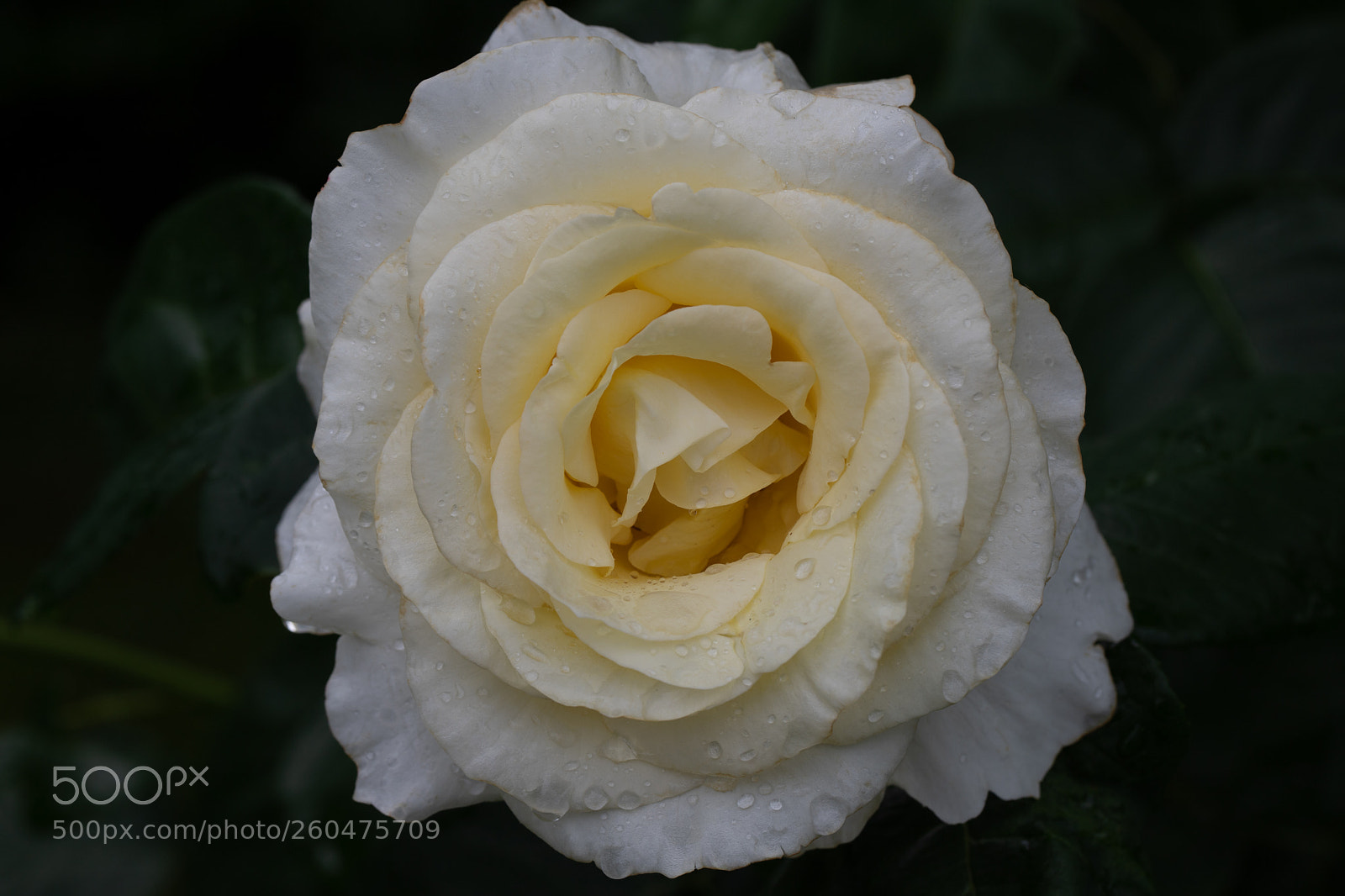 Canon EOS 6D Mark II sample photo. Si fragile photography