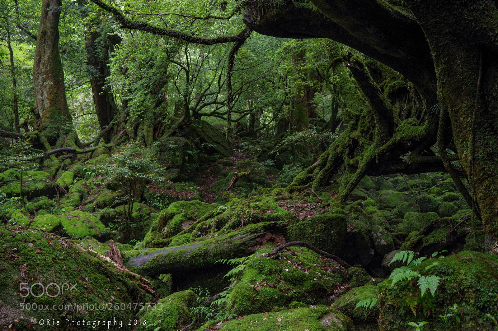 Pentax K-1 sample photo. Beauty in yakushima  photography