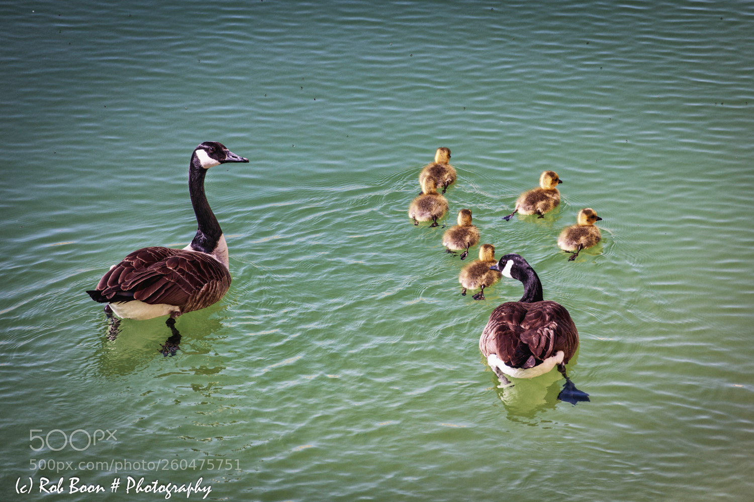 Canon EOS 5DS sample photo. Geese family photography
