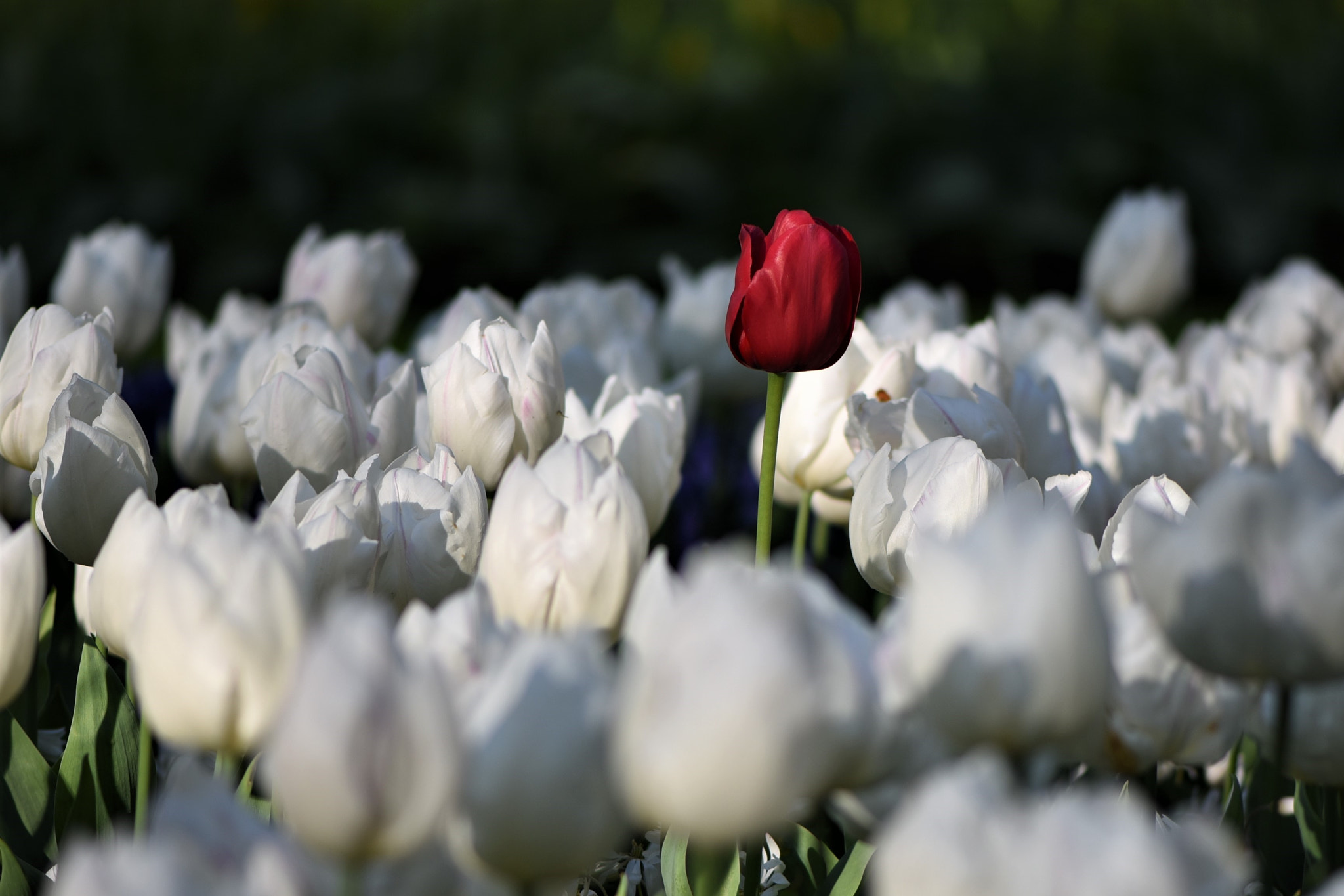 Nikon AF-S Micro-Nikkor 105mm F2.8G IF-ED VR sample photo. Stand for exception photography