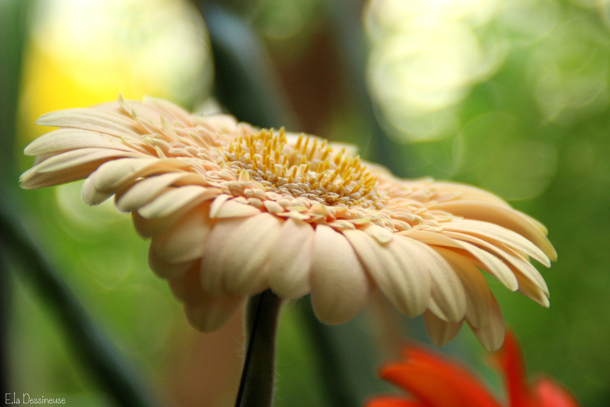 Canon EOS 700D (EOS Rebel T5i / EOS Kiss X7i) sample photo. Img photography