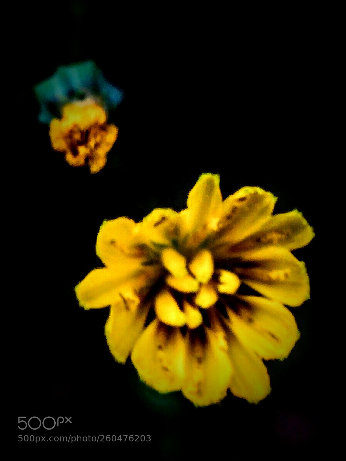 LG Nexus 5 sample photo. Calendula arvensis photography