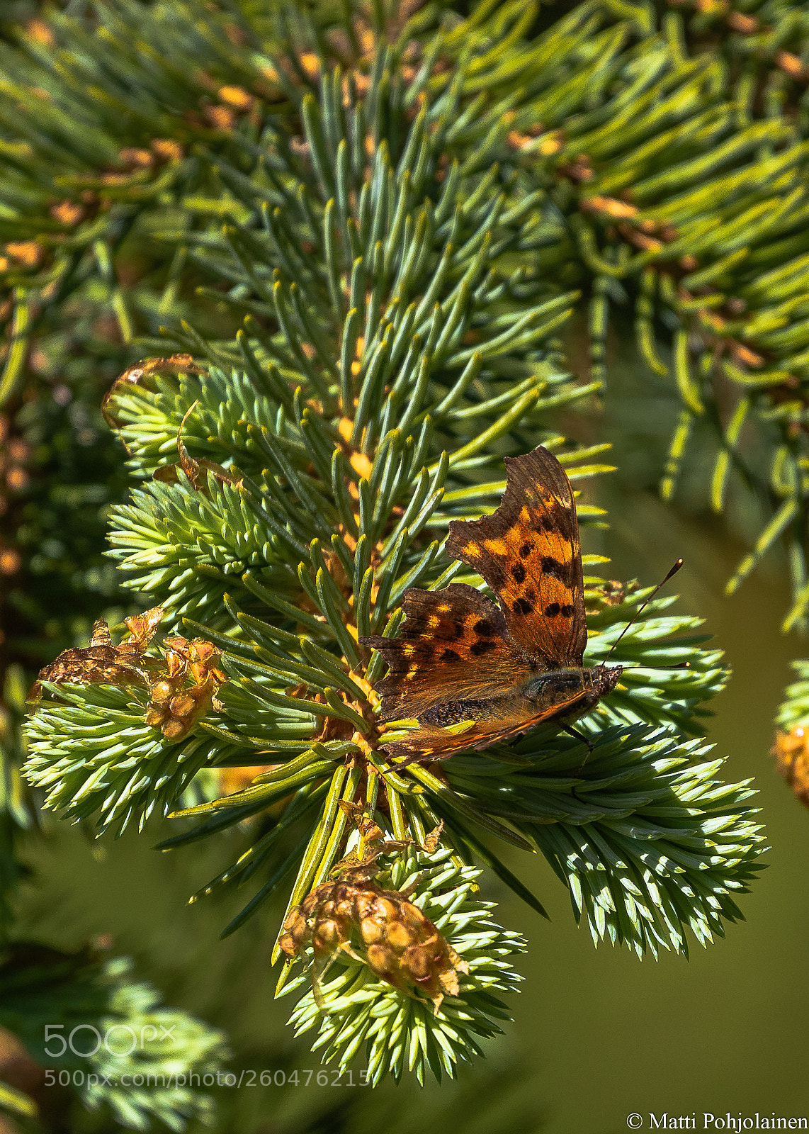 Canon EOS 7D Mark II sample photo. Butterfly photography