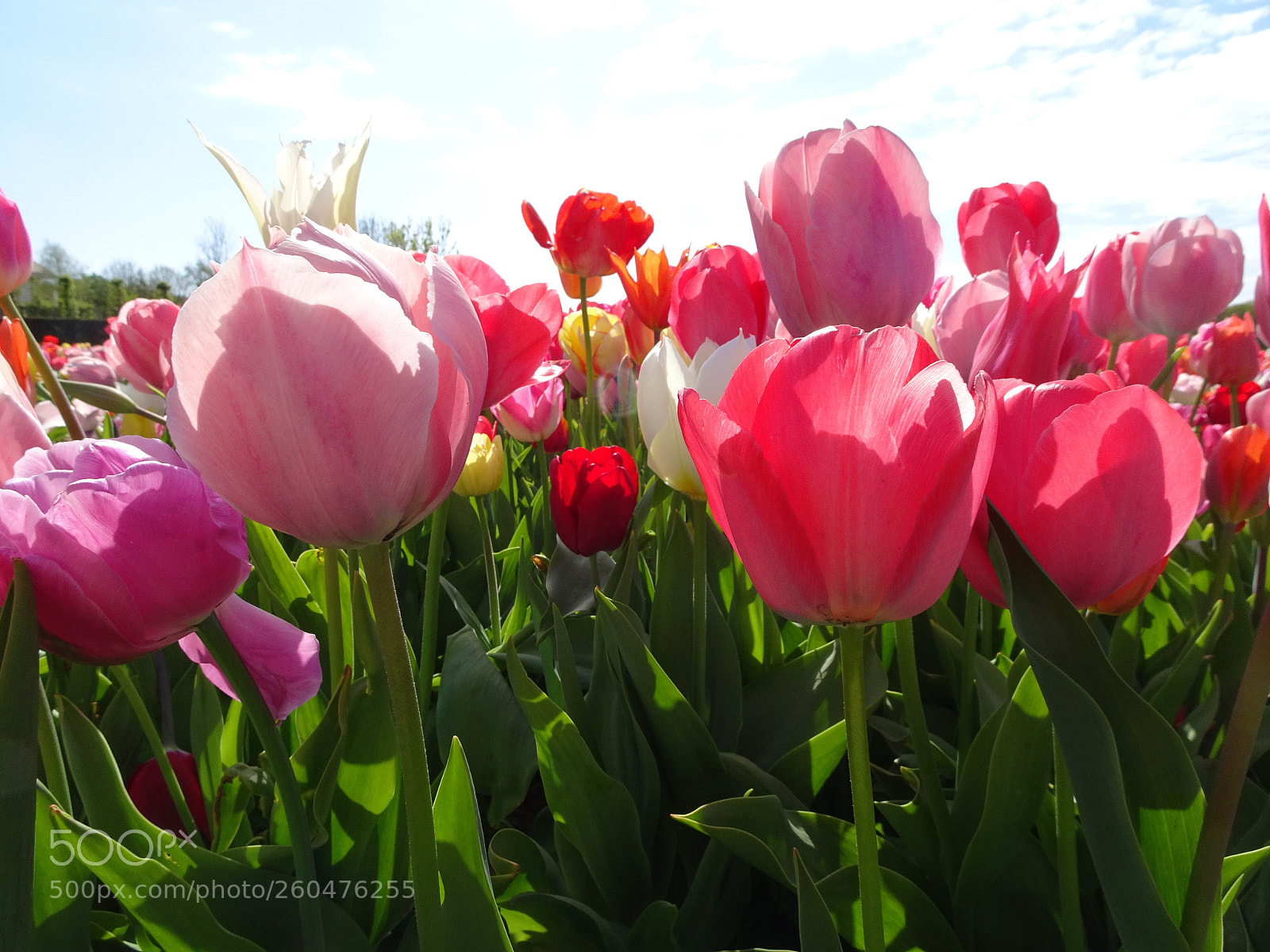 Sony Cyber-shot DSC-HX90V sample photo. Dsc photography