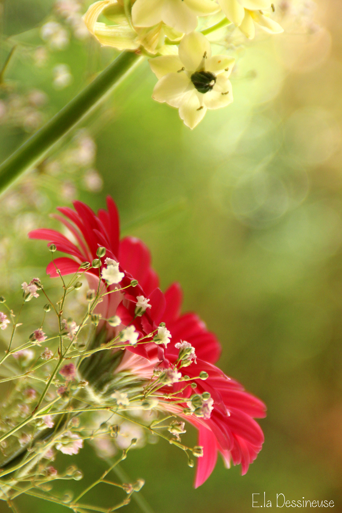 Canon EOS 700D (EOS Rebel T5i / EOS Kiss X7i) sample photo. Img photography