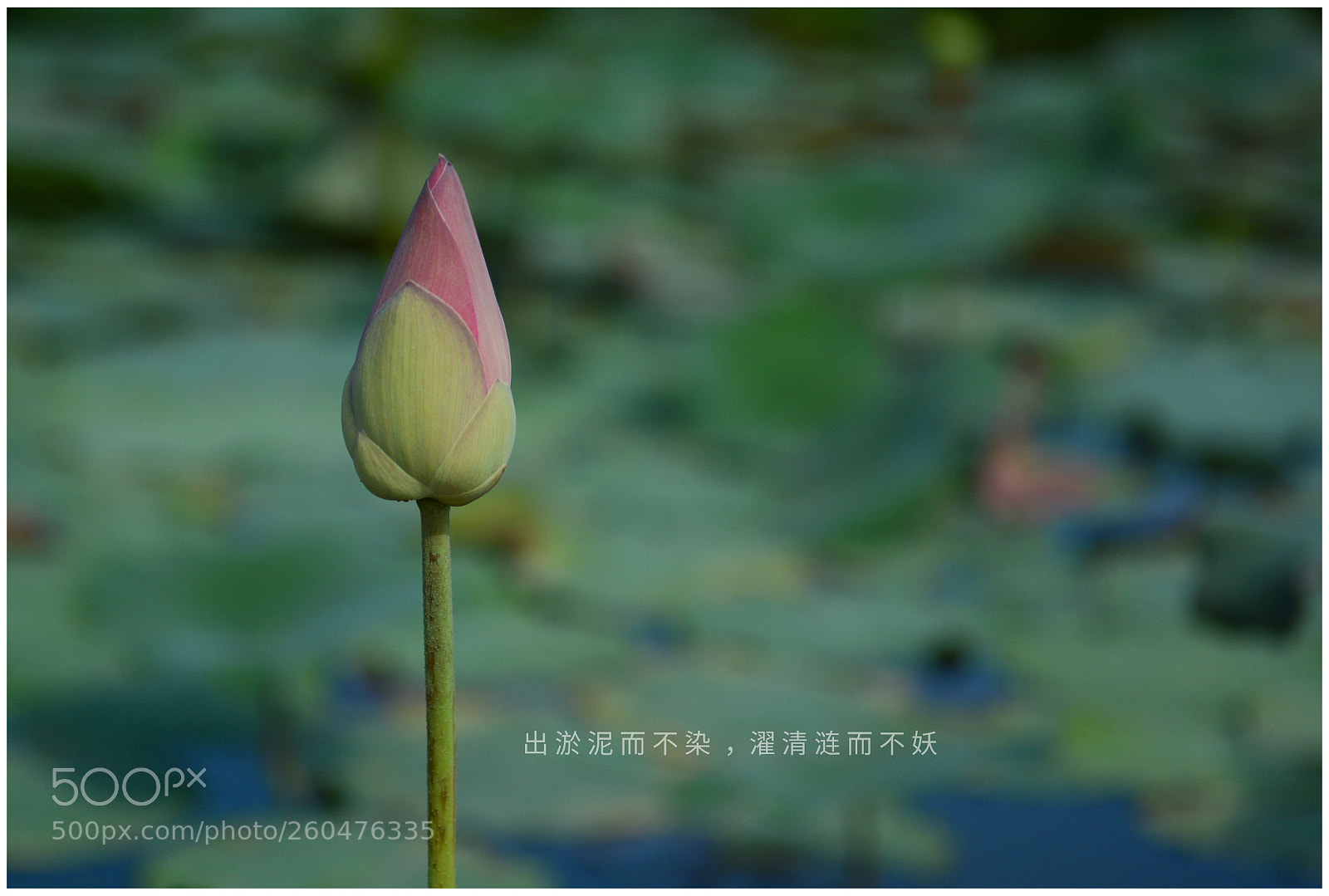 Nikon D7100 sample photo. Lotus flower photography