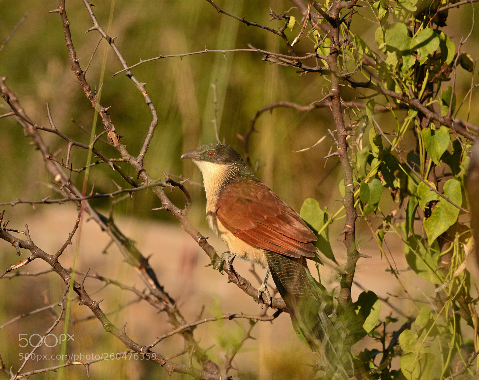 Nikon D7100 sample photo. Burchells coucal. photography