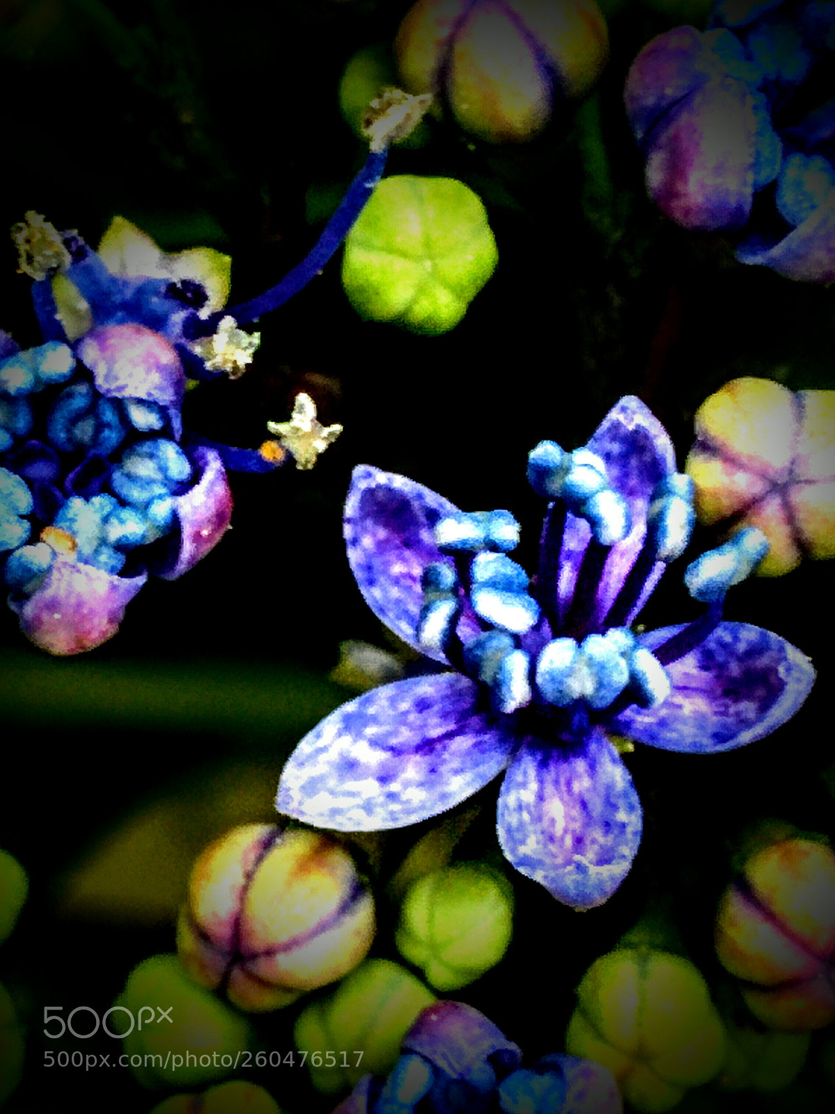 LG Nexus 5 sample photo. Hydrangea photography