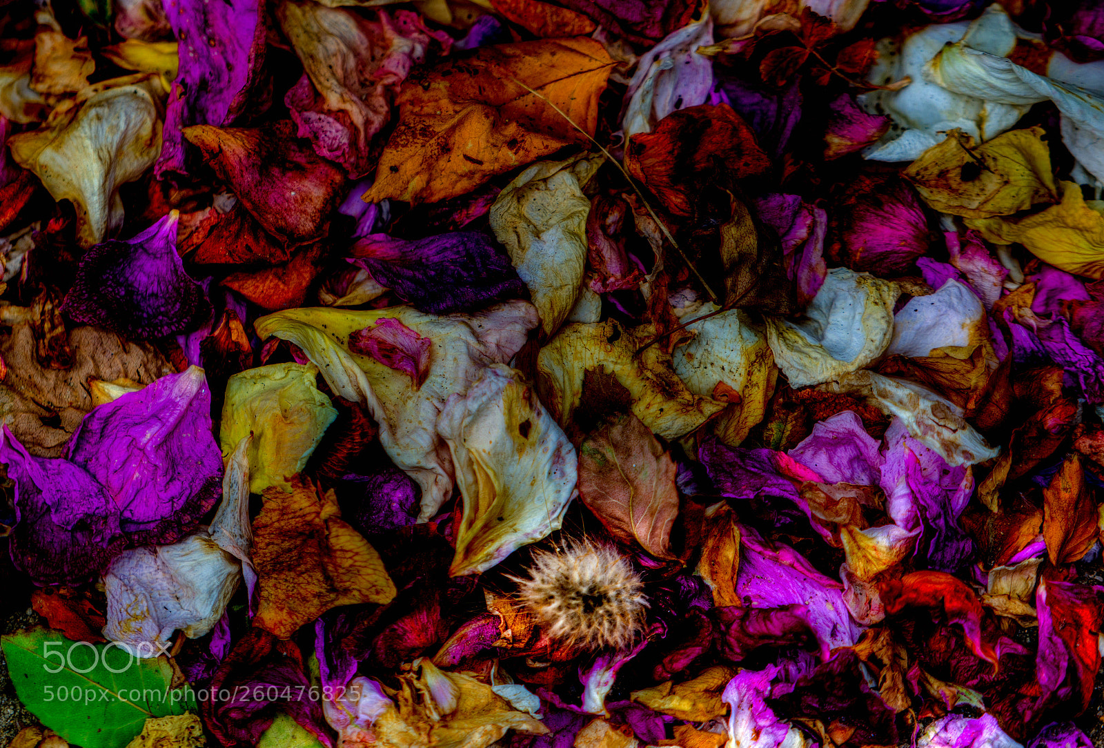 Sony a6000 sample photo. Deadly colorful photography