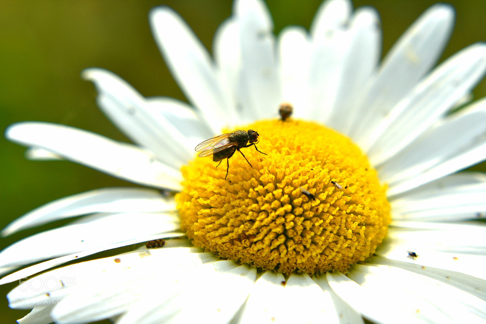 Nikon D3400 sample photo. Fly on the flower photography
