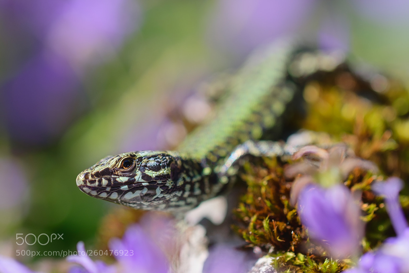 Fujifilm X-H1 sample photo. Wall lizard, podarcis muralis photography