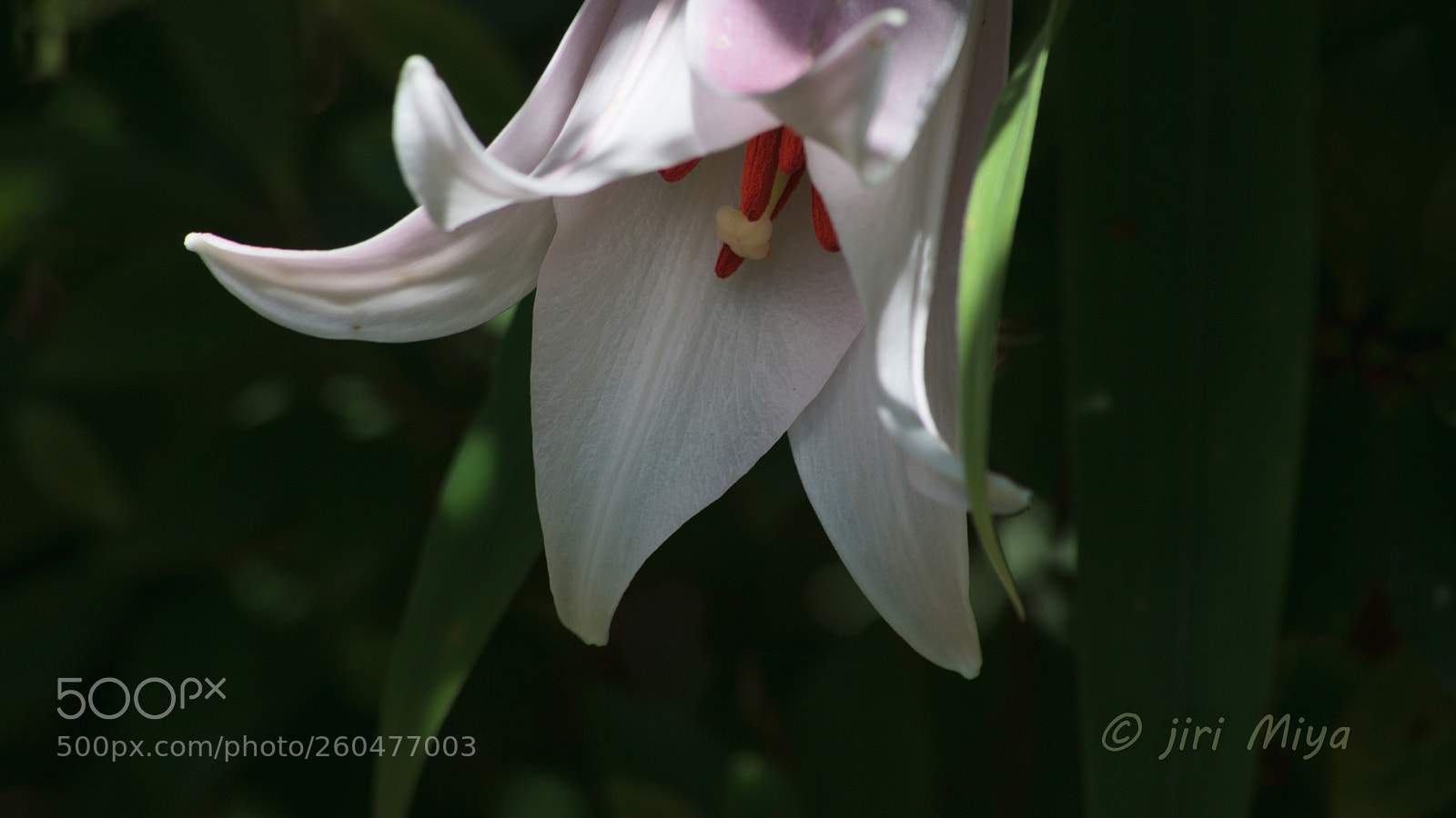 Canon EOS 5D Mark II sample photo. Lilly photography