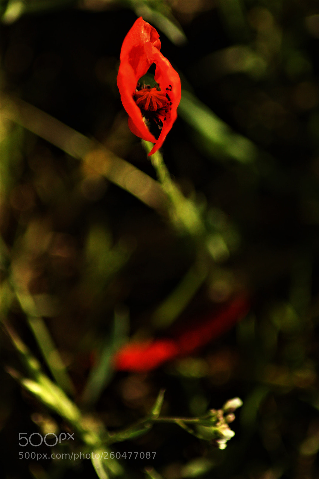 Canon EOS 1200D (EOS Rebel T5 / EOS Kiss X70 / EOS Hi) sample photo. Fragile photography