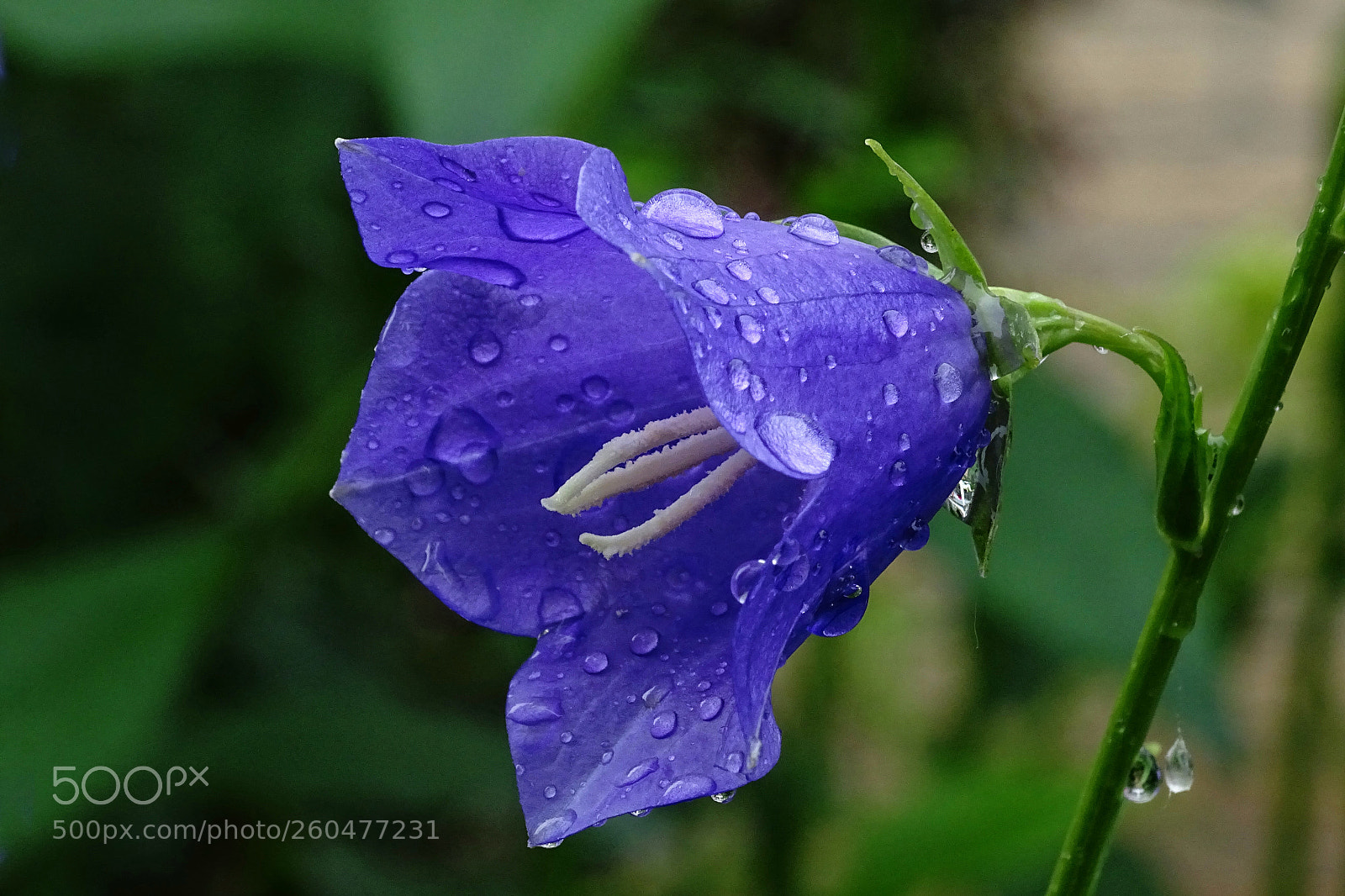 Sony Cyber-shot DSC-HX400V sample photo. Wet blue blossom photography